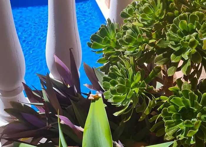 Oro Del Sol 73 *